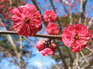 Prunus mume 'Matsurabara Red'