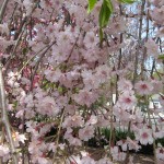 weeping cherry