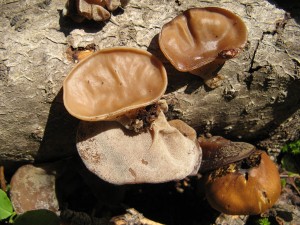 Auricularia auricula - wood-ear jelly mushroom