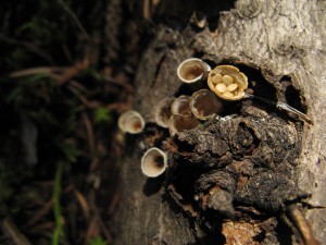 Bird's nest fungus