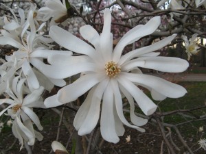 Starry Magnolia - first to flower
