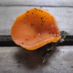 Orange Peel (Aleuria aurantia)