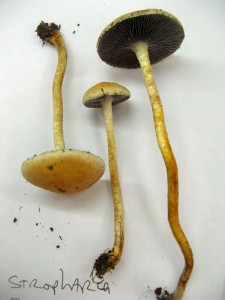 GriffithStropharia