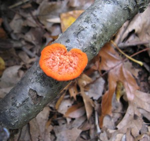 cinnabar polypore, Pycnoporus cinnabarinus