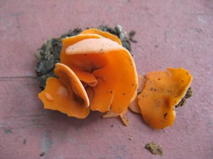 Aleuria aurantia, Orange peel mushroom