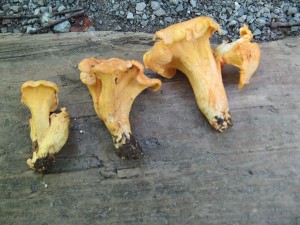 Cantharellus lateritius- example of more information