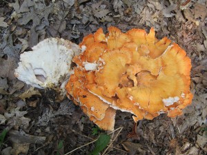 Laetiporus cincinnatus- and another example of more information.