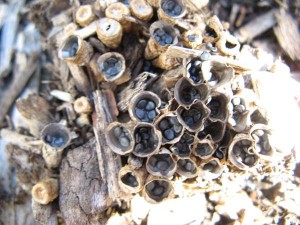 Cyathus olla, Bird's nest fungus
