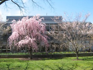 weeping cherry (left), autumn cherry (right)