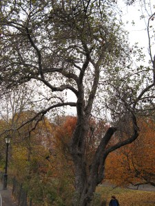 wild apple tree