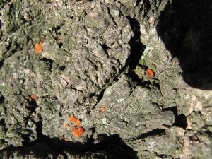 Coral spot (maybe Amphilogia gyros) - Nectria-like