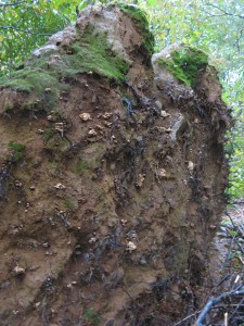 Gymnopus, Ganoderma, etc. on uprooted tree