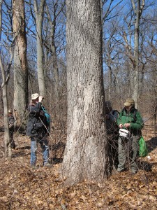 looking for Aleurodiscus in Forest Park, Queens
