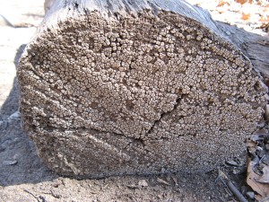 ceramic parchment fungus