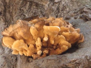 chicken mushroom (high in tree)