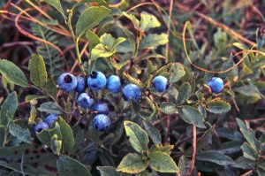 blueberriesLowbushFruit