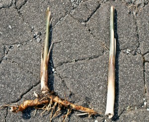 cattail shoots and roots (rhizome) - in early spring