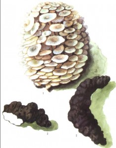 Polyporus umbellatus (Polyporus)