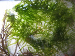 seaweed10