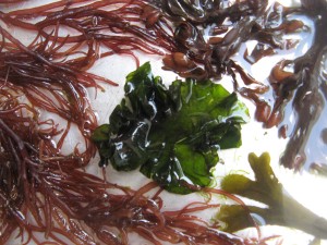 seaweed6